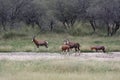 Herd of African antelopes blesbok in Savannah. Bubaline antelope