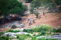 Herd of African antelopes Waterbuck moves along the river Bank