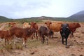 African Boran cattle herd - cows