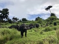 Herd of African buffalo Cape buffalo casting their votes for the next grazing spot at Ngorongoro Crater, Africa