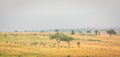 A herd of african buffalo or Cape buffalo Syncerus caffer in a beautiful landscape, Murchison Falls National Park, Uganda. Royalty Free Stock Photo