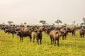 African buffalo or Cape buffalo Syncerus caffer, Murchison Falls National Park, Uganda. Royalty Free Stock Photo