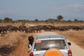 Herd of African buffalo crossing a road in the savanna