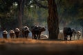 Herd of African Buffalo, Cyncerus cafer, in the dark forest, Mana Pools, Zimbabwe in Africa. Wildlife scene from Africa nature. Royalty Free Stock Photo