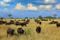 Herd of African buffalo on the meadow, big animal in the nature habitat in Botswana, Africa. African landscape with big grey Royalty Free Stock Photo