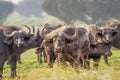 Herd of African Buffalo  Syncerus caffer, Queen Elizabeth National Park, Uganda. Royalty Free Stock Photo