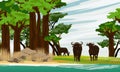 A herd of African buffalo walks along the shore of a lake in a baobab grove. Wildlife of Africa. Royalty Free Stock Photo