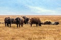 Herd of African buffalo (Syncerus caffer) in a grassy field under a cloudy sky Royalty Free Stock Photo