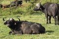 A Herd of African Buffaloes in Masai Mara National Park in Kenya, Africa Royalty Free Stock Photo