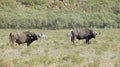 A herd of African buffaloes on a green plain Royalty Free Stock Photo