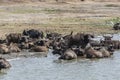 Herd of African Buffaloes Royalty Free Stock Photo