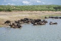 Herd of African Buffaloes Royalty Free Stock Photo