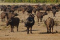 Herd of African buffaloes in Kruger national park, South Africa. Royalty Free Stock Photo