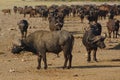 Herd of African buffaloes in Kruger national park, South Africa. Royalty Free Stock Photo