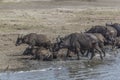 Herd of African Buffaloes