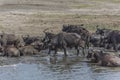 Herd of African Buffaloes Royalty Free Stock Photo