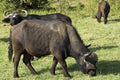 A Herd of African Buffaloes in Masai Mara National Park in Kenya, Africa Royalty Free Stock Photo