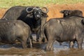 A Herd of African Buffaloes in Masai Mara National Park in Kenya, Africa Royalty Free Stock Photo