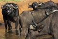 A Herd of African Buffaloes in Masai Mara National Park in Kenya, Africa Royalty Free Stock Photo