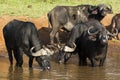 A Herd of African Buffaloes in Masai Mara National Park in Kenya, Africa Royalty Free Stock Photo