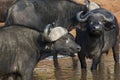 A Herd of African Buffaloes in Masai Mara National Park in Kenya, Africa Royalty Free Stock Photo