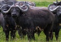 Herd of african buffalos close up. Savanna NgoroNgoro, Tanzania Royalty Free Stock Photo