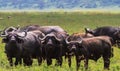 Herd of african buffalos close up. Volcano NgoroNgoro, Tanzania