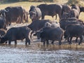 Herd of African buffalos drinking from a body of water: Chobe National Park, Botswana Royalty Free Stock Photo