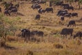 Herd of african buffalos feeding