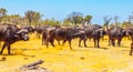 Herd of African Buffalos Royalty Free Stock Photo