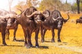 Herd of African Buffalos Royalty Free Stock Photo