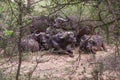 A herd of African buffalos Royalty Free Stock Photo