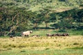 Herd of African buffalos in savannah