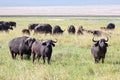 Herd of african buffalos