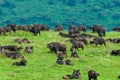 African buffalos in Ngorongoro Royalty Free Stock Photo