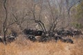 African buffalos Royalty Free Stock Photo