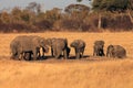 A herd of African bush elephant Loxodonta africana burrowing around a waterhole and drinking water in a dry yellow savannah. Royalty Free Stock Photo