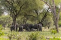 Herd of African Bush elephants