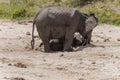 Herd of African Bush elephants