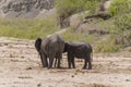 Herd of African Bush elephants