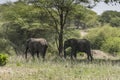 Herd of African Bush elephants