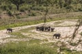 Herd of African Bush elephants