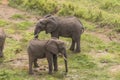 Herd of African Bush elephants