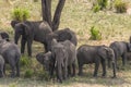 Herd of African Bush elephants