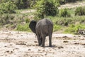 African Bush elephant