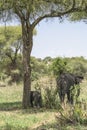 African Bush elephant family Royalty Free Stock Photo