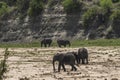 Herd of African Bush elephants