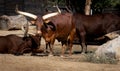 A herd of African cattle that sit and ruminate