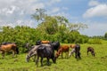 a herd of African cows grazes on green grass. Agriculture is traditional Maasai. Travel and agricultural concept