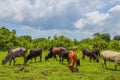 a herd of African cows grazes on green grass. Agriculture is traditional Maasai. Travel and agricultural concept